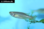 devario maetaengensis devario maetaengensis