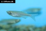 devario maetaengensis devario maetaengensis