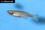 devario maetaengensis devario maetaengensis