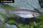 devario maetaengensis devario maetaengensis