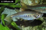 devario maetaengensis devario maetaengensis