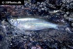devario malabaricus devario malabaricus