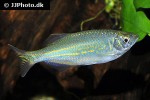 devario malabaricus devario malabaricus
