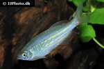devario malabaricus devario malabaricus