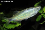 devario malabaricus devario malabaricus