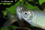 devario malabaricus devario malabaricus