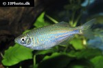 devario malabaricus devario malabaricus