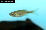 devario malabaricus devario malabaricus