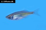 devario malabaricus devario malabaricus