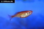 devario malabaricus devario malabaricus