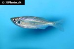devario malabaricus devario malabaricus