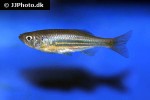 devario malabaricus devario malabaricus