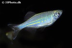 devario malabaricus devario malabaricus