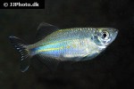 devario malabaricus devario malabaricus