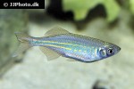 devario regina devario regina