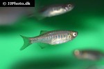 devario shanensis devario shanensis