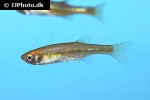devario sondhii devario sondhii