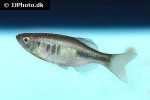 devario xyrops devario xyrops