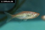 devario xyrops devario xyrops