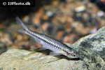 esomus danrica esomus danrica