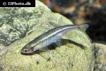 esomus danrica esomus danrica