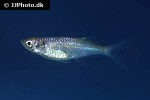 laubuka laubuca laubuka laubuca