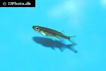 laubuka trevori laubuka trevori