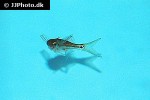 laubuka trevori laubuka trevori