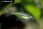 microdevario kubotai microdevario kubotai