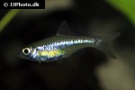 microdevario kubotai microdevario kubotai