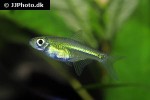 microdevario kubotai microdevario kubotai