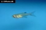 microdevario nanus microdevario nanus