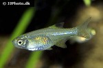 microdevario nanus microdevario nanus