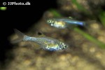 microdevario nanus microdevario nanus