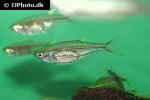 nematabramis everetti nematabramis everetti