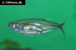 nematabramis everetti nematabramis everetti