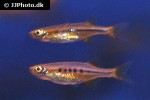 neochela dadiburjori neochela dadiburjori