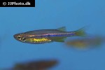 neochela dadiburjori neochela dadiburjori