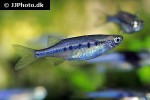 neochela dadiburjori neochela dadiburjori