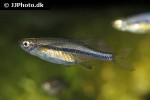neochela dadiburjori neochela dadiburjori