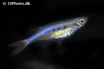 neochela dadiburjori neochela dadiburjori