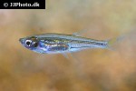 parachela oxygastroides parachela oxygastroides