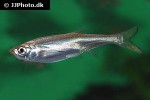 paralaubuca harmandi paralaubuca harmandi