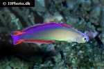 nemateleotris decora nemateleotris decora