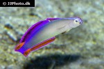 nemateleotris decora nemateleotris decora