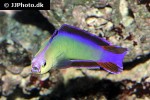 nemateleotris decora nemateleotris decora