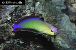 nemateleotris decora nemateleotris decora