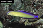 nemateleotris decora nemateleotris decora