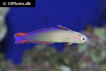 nemateleotris decora nemateleotris decora
