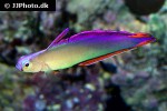 nemateleotris decora nemateleotris decora